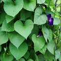Ipomoea purpurea 'Gran Paot'